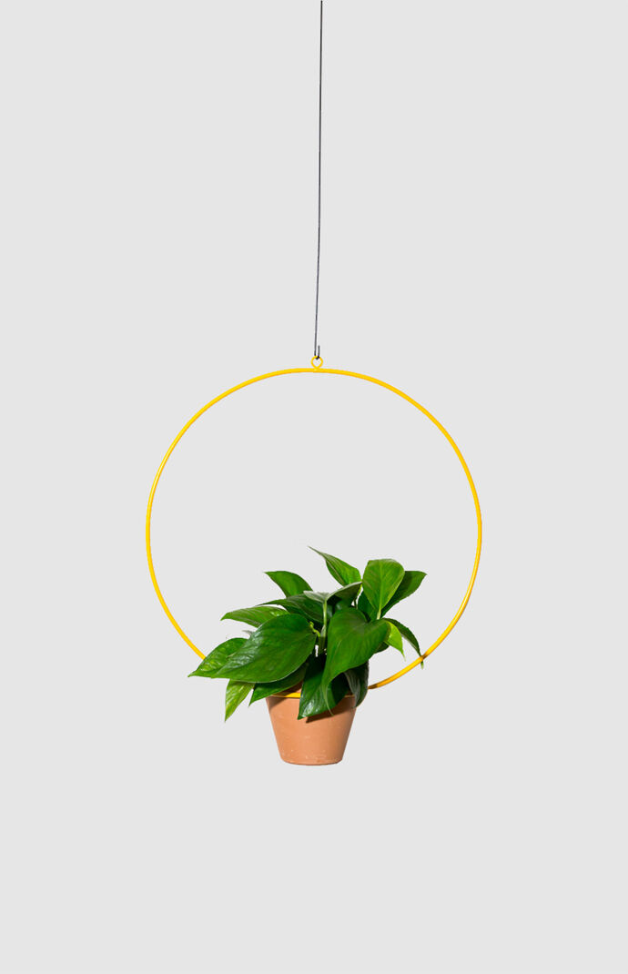 Yellow Hanging Circle Planter